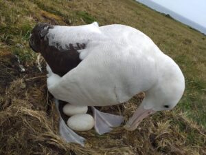 "Hope on the Horizon: Securing a Future for Albatross Generations" 