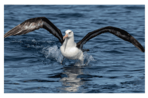 "Hope on the Horizon: Securing a Future for Albatross