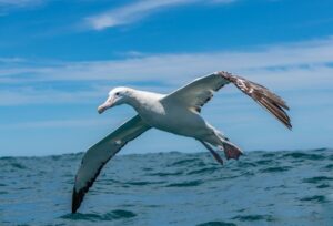 "Hope on the Horizon: Securing a Future for Albatross Generations" 